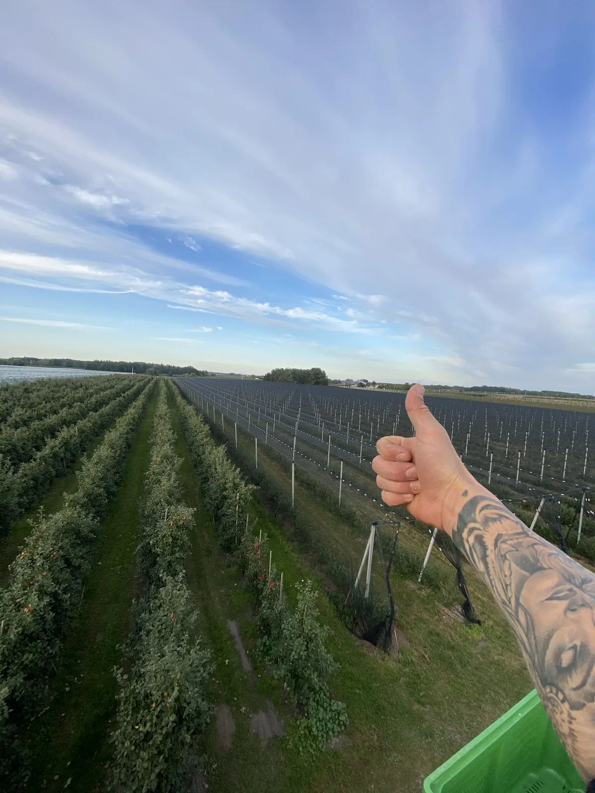 Kciuk w górę nad rzędami krzewów borówki w słoneczny dzień